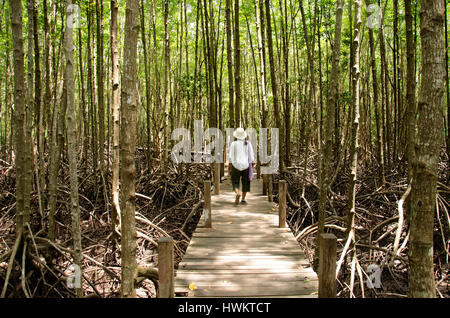 Traveler thai woman walking on wooden bridge in Mangrove forest or Intertidal forest for visit Golden Mangrove Field thai name Tung Prong Thong Forest Stock Photo