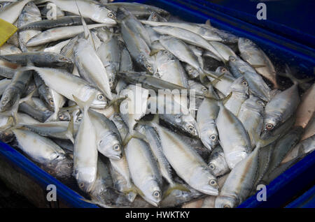 Thai people and travellers buy seafood from vendors seafood shop at Ang Sila jetty fish local market on August 11, 2016 in Chonburi, Thailand. Stock Photo