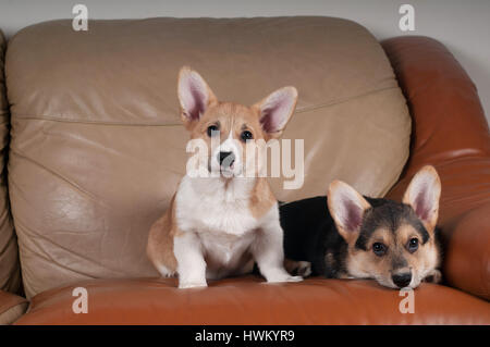 Two Pembroke Welsh Corgi puppies sitting portrait on beige sofa at home Stock Photo
