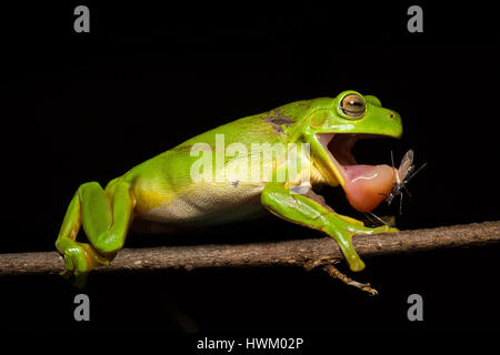 Green Tree Frog (Litoria caerulea) Stock Photo