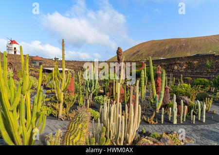 Tropical cacti gardens in Guatiza village on Lanzarote island, Spain Stock Photo