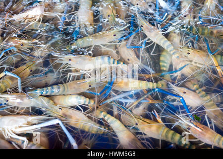 Live freshwater black tiger prawns in a water tank at a market, Bangkok, Thailand Stock Photo