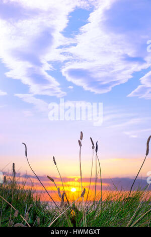 beautiful yellow sunset over loop head with the wild tall grass on the wild atlantic way in ireland Stock Photo