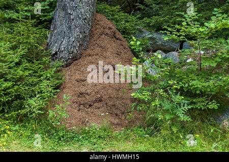 Forest with mixed trees and anthill or formicary in Rila mountain, Bulgaria Stock Photo