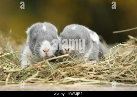 German Giant Babies Stock Photo