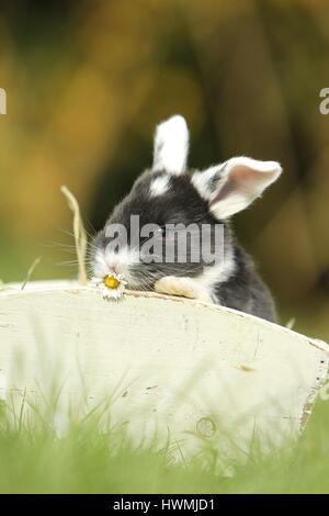young floppy-eared rabbit Stock Photo
