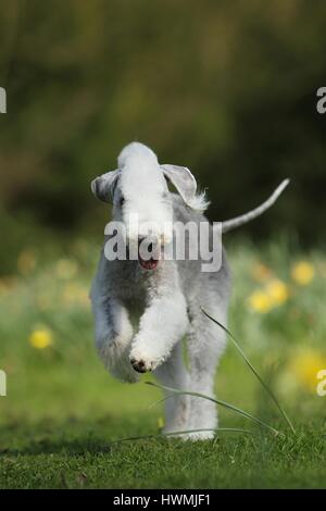 running Bedlington Terrier Stock Photo