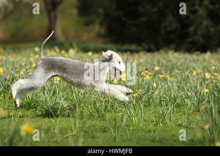 running Bedlington Terrier Stock Photo