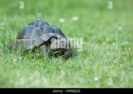 spur-thighed tortoise Stock Photo