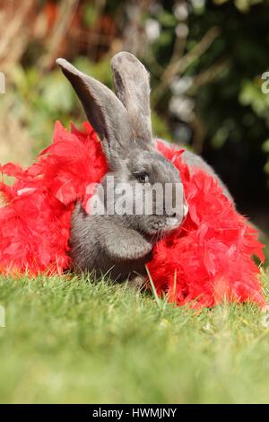 German Giant Stock Photo