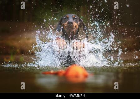 splashing Doberman Pinscher Stock Photo
