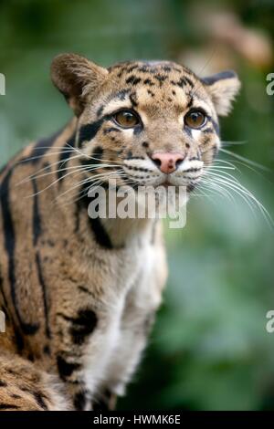 clouded leopard Stock Photo
