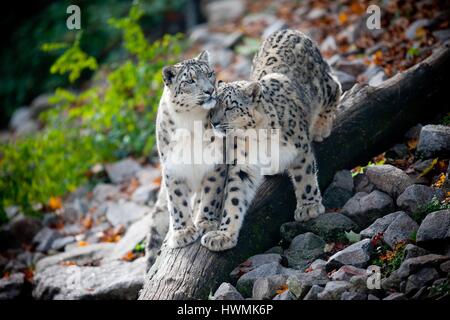 snow leopards Stock Photo