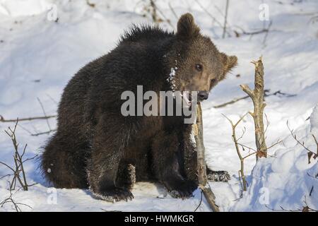 brown bear Stock Photo