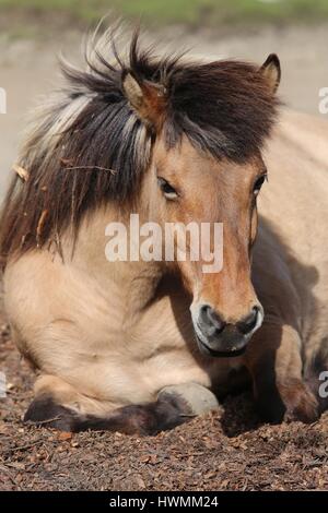 lying Icelandic horse Stock Photo