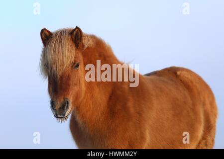 Icelandic horse Portrait Stock Photo