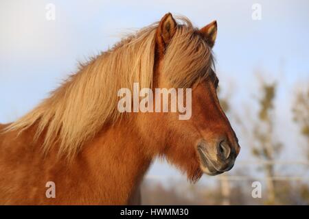 Icelandic horse Portrait Stock Photo