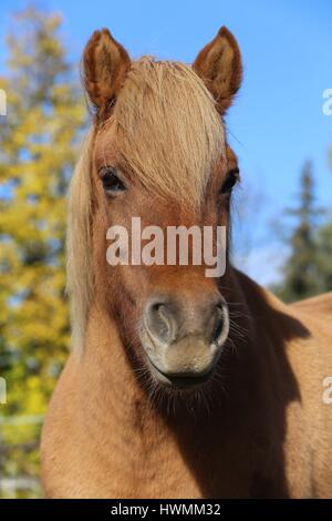 Icelandic horse Portrait Stock Photo