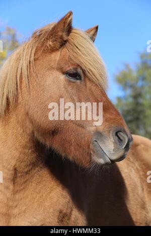 Icelandic horse Portrait Stock Photo