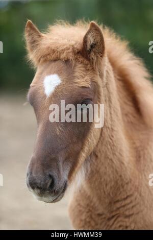 Icelandic horse foal Stock Photo