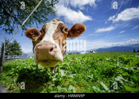 Happy Brown and White flecked Cows in the European Alps in Austria Muehlbach am Hochkoenig near Salzburg Stock Photo