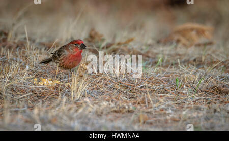 Purple Finch with the beak opened, next to kernels of corn, looking carefully to the right. Grass background. Profile, closeup, detailed picture. This Stock Photo