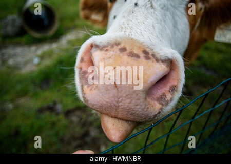 Happy Brown and White flecked Cows in the European Alps in Austria Muehlbach am Hochkoenig near Salzburg Stock Photo