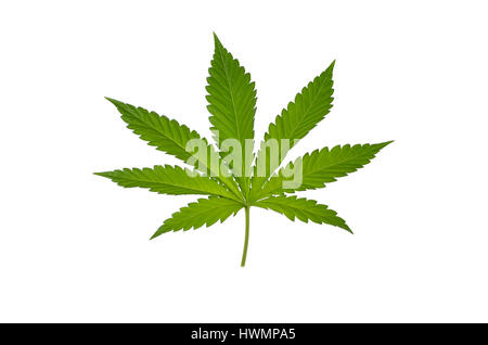 Gras cannabis Cut Out Stock Images & Pictures - Alamy