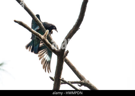 https://l450v.alamy.com/450v/hwmpdn/oriental-dollarbird-eurystomus-orientalis-struggle-with-weevil-615-hwmpdn.jpg