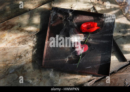 Red field poppy, two hearts, and rusty tin lid wrapped in cobweb on old wooden door Stock Photo