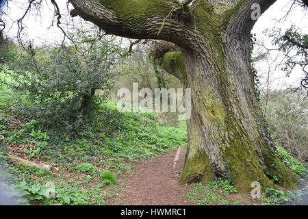 Massive trunk of ancient English oak (Quercus robur) beside a woodland path. Stock Photo