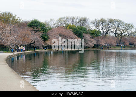 Cherry blossoms along the Tidal Basin, in Washington, DC. Stock Photo