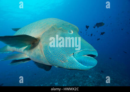 Humphead Wrasse, Cheilinus undulatus, gliding over a reef, Palau islands, Pacific Ocean, Stock Photo