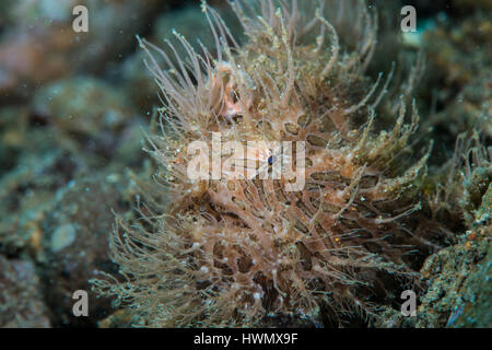 A Hairy Frogfish, Antennarius striatus, camouflaged on a reef, Anilao, Luzon, Guimaras Strait, Philippines Stock Photo