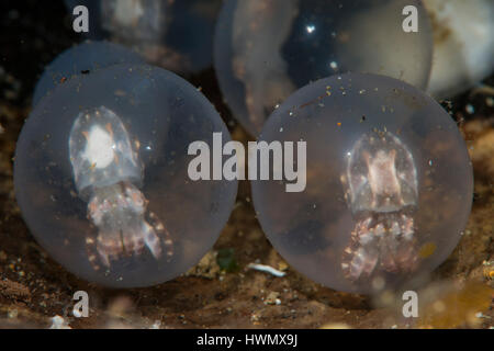 Eggs of a Flamboyant Cuttlefish, Metasepia pfefferi, Anilao, Luzon, Guimaras Strait, Philippines Stock Photo