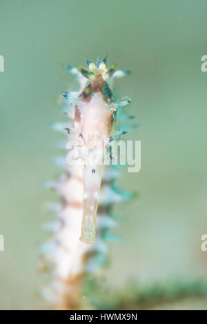 a Thorny Seahorse, Hippocampus hystrix, Anilao, with shrimp on head, Anilao, Luzon, Guimaras Strait, Philippines Stock Photo