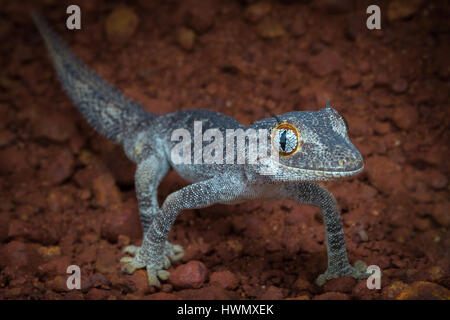 Northern Spiny-tailed Gecko (Strophurus ciliaris) Stock Photo