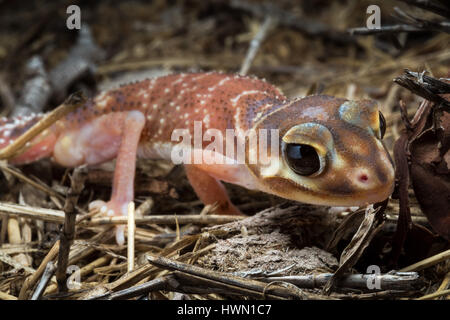 Smooth Knob-tailed Gecko (Nephrurus levis) Stock Photo