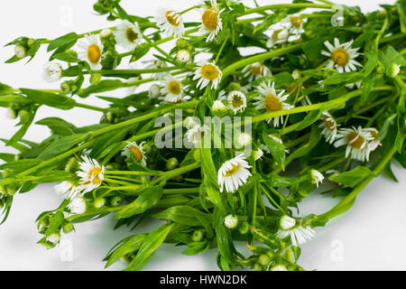 Bouquet of white field chamomiles Stock Photo