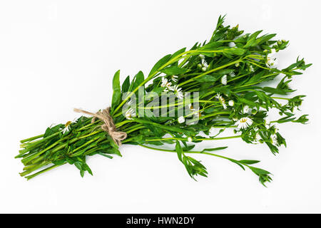 Bouquet of white field chamomiles Stock Photo