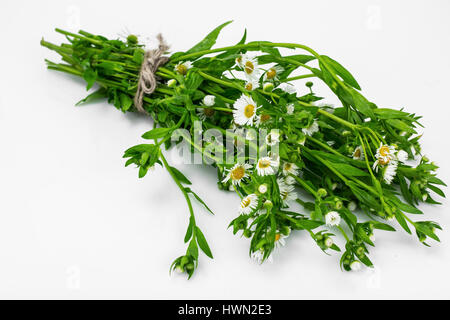 Bouquet of white field chamomiles Stock Photo