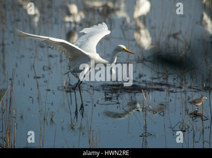 Fish catcher bird hi-res stock photography and images - Alamy