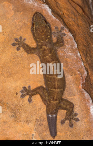 Western Giant Cave Gecko - The Kimberley, Western Australia Stock Photo