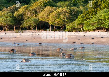 Nicaragua, Rivas district, San Juan del Sur, Playa la Flor, olive ridley sea turtle (Lepidochelys olivacea) Stock Photo