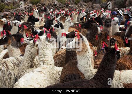 Bolivia, altiplano, department of Potosi, close of Uyuni, lamas in a stone enclosure Stock Photo