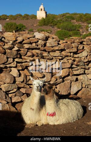 Bolivia, altiplano, department of Potosi, San Pedro de Quémez, couple of lamas in a stone enclosure Stock Photo