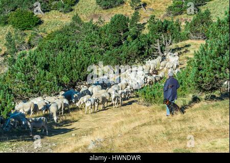 France, Gard, the Causses and the Cevennes, Mediterranean agro-pastoral Cultural Landscape listed as a UNESCO World Heritage site, Cevennes national park, Mount Aigoual in the south of Central Massif between Gard and Lozere (alt : 1565 m), sheep herd Stock Photo