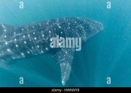Philippines, Luzon, Sorsogon Province, Donsol, whale shark (Rhincodon typus) in plankton-saturated waters Stock Photo