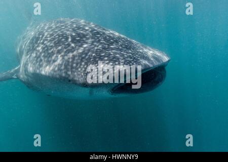 Philippines, Luzon, Sorsogon Province, Donsol, whale shark (Rhincodon typus) in plankton-saturated waters Stock Photo