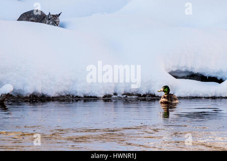 A Bobcat (Lynx rufus) stalking a duck on the Madison River in Yellowstone National Park, Wyoming, USA. Stock Photo